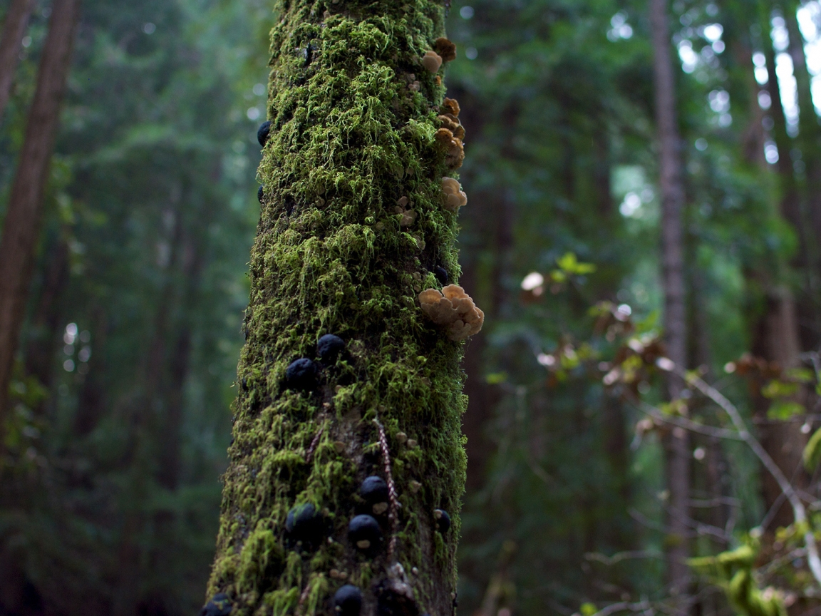 Tree Moss and Mushrooms for 1152 x 864 resolution
