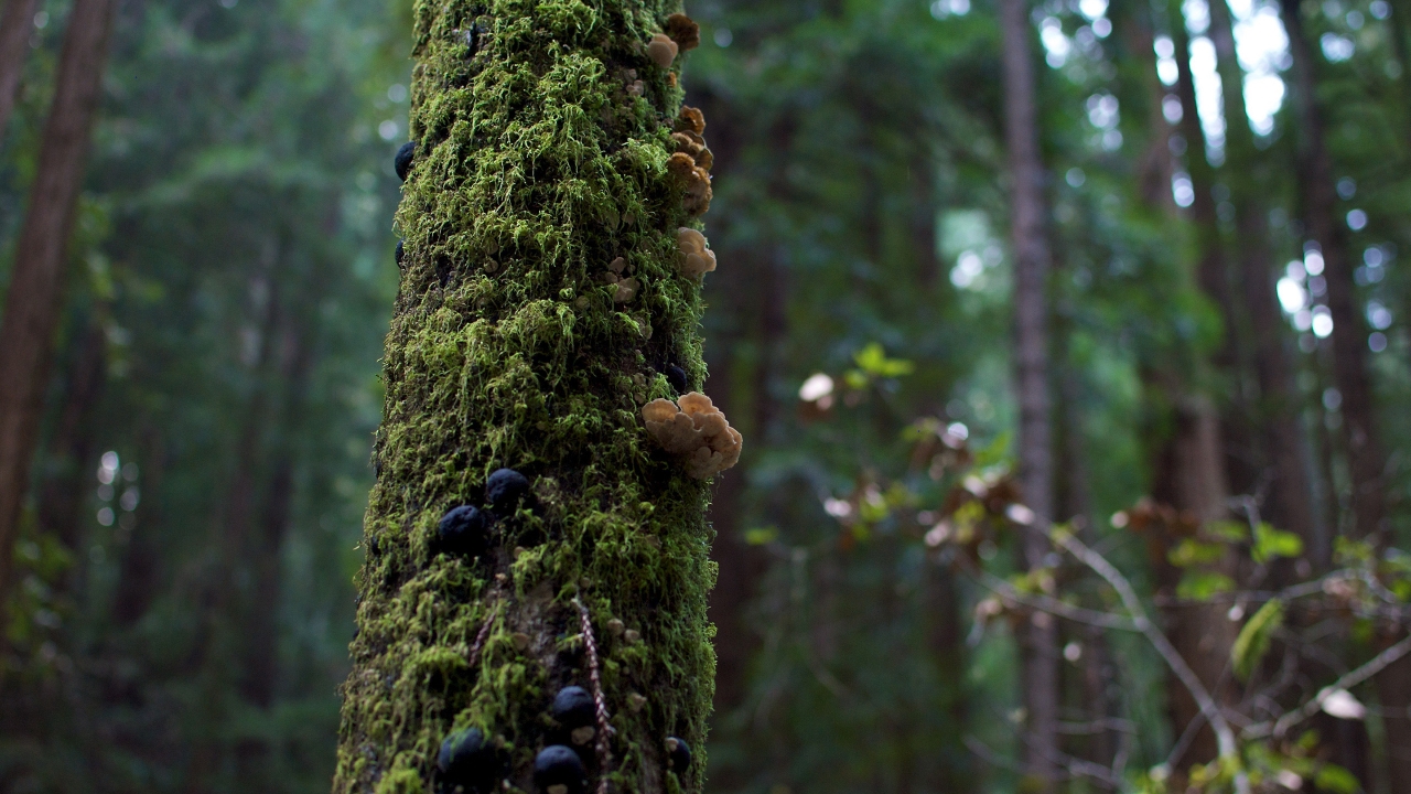 Tree Moss and Mushrooms for 1280 x 720 HDTV 720p resolution