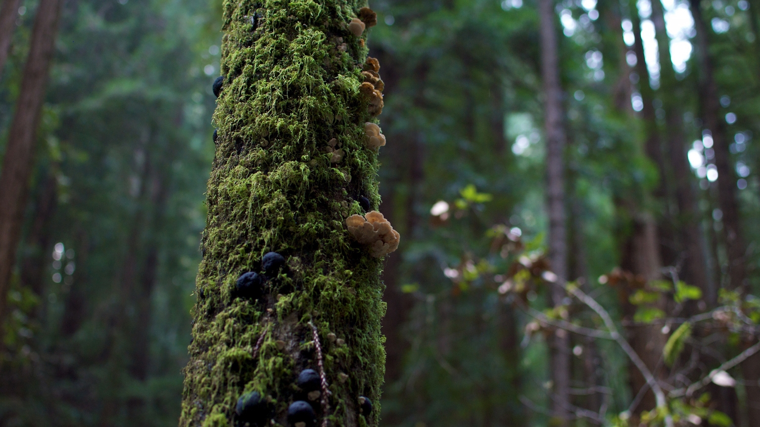 Tree Moss and Mushrooms for 1536 x 864 HDTV resolution