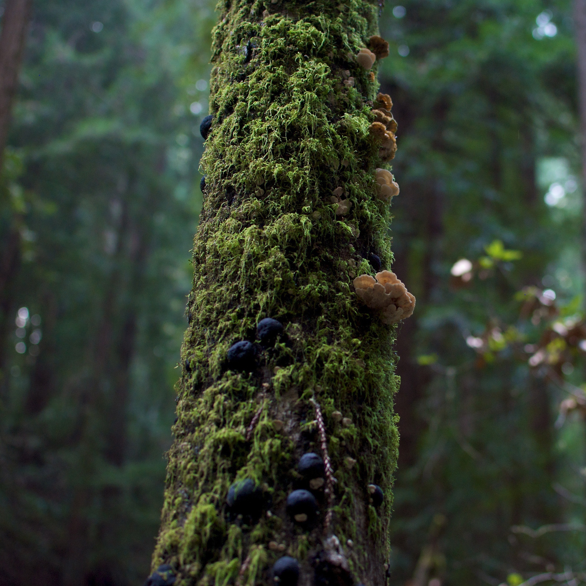 Tree Moss and Mushrooms for 2048 x 2048 New iPad resolution