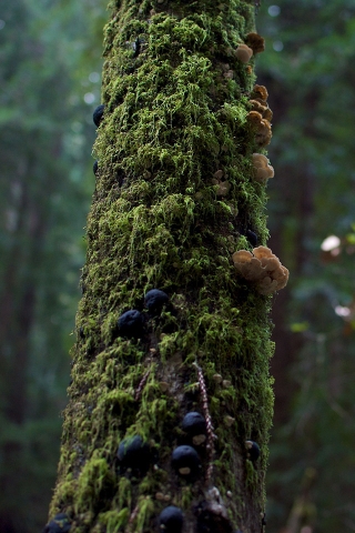 Tree Moss and Mushrooms for 320 x 480 iPhone resolution