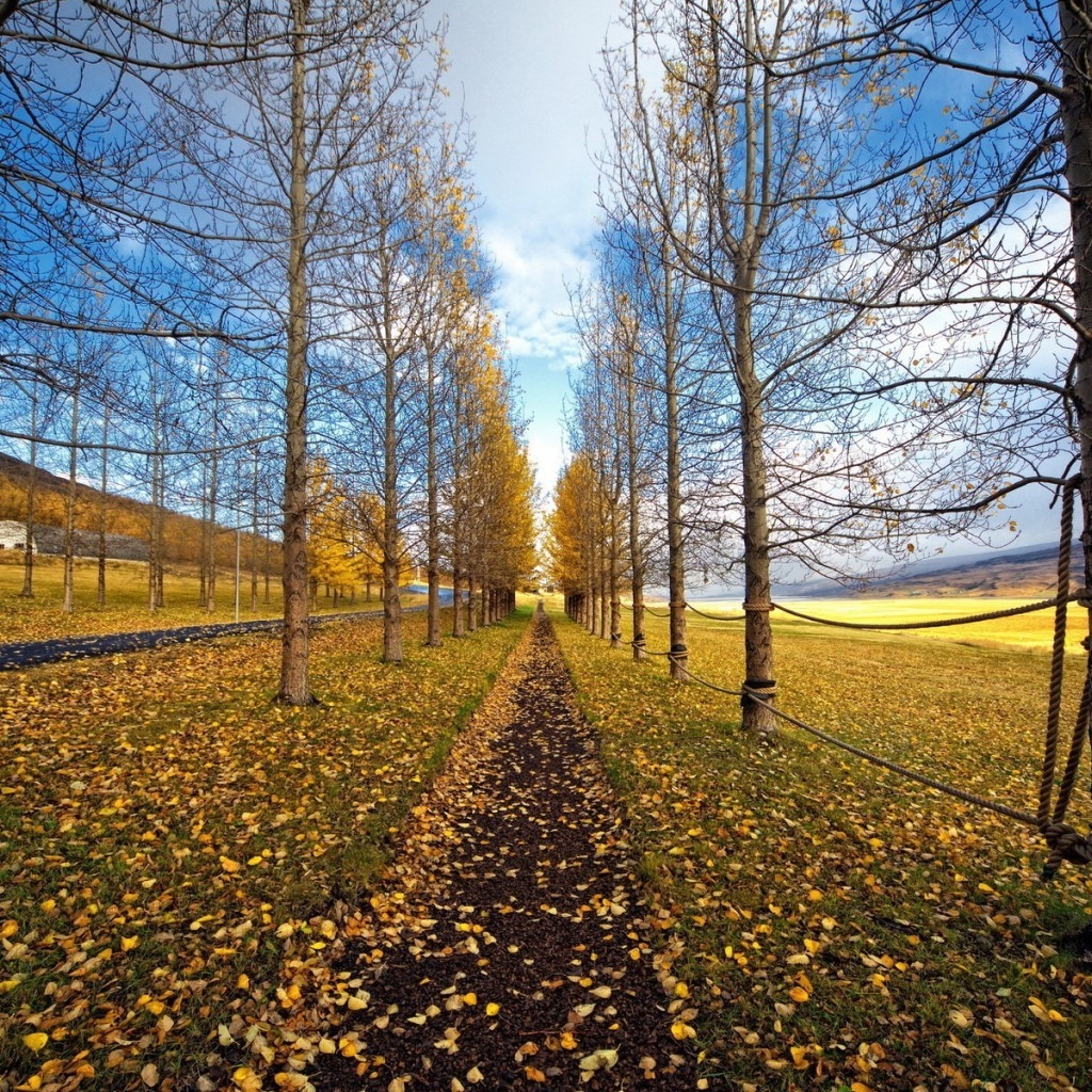 Tree Path Landscape for 1024 x 1024 iPad resolution