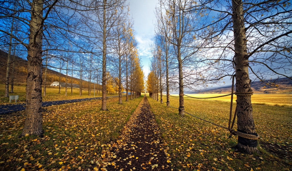 Tree Path Landscape for 1024 x 600 widescreen resolution