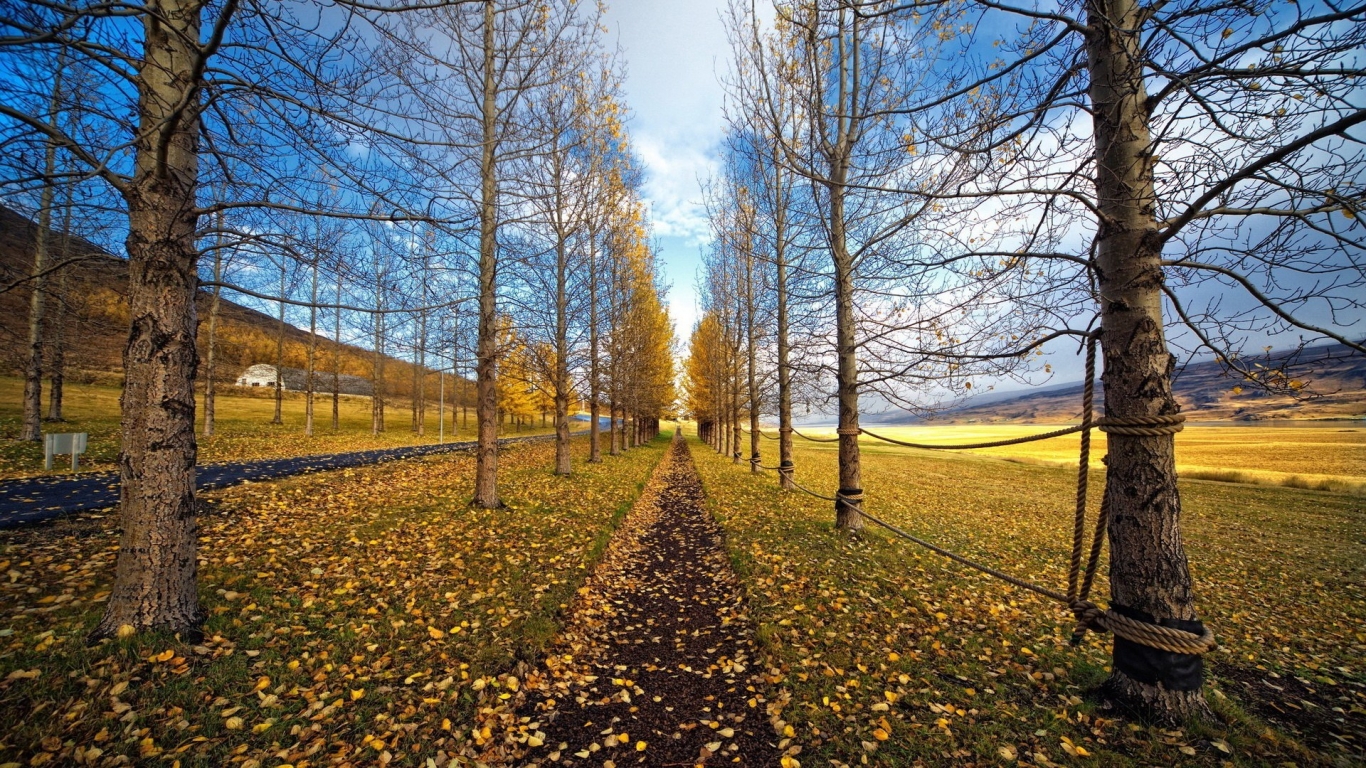 Tree Path Landscape for 1366 x 768 HDTV resolution