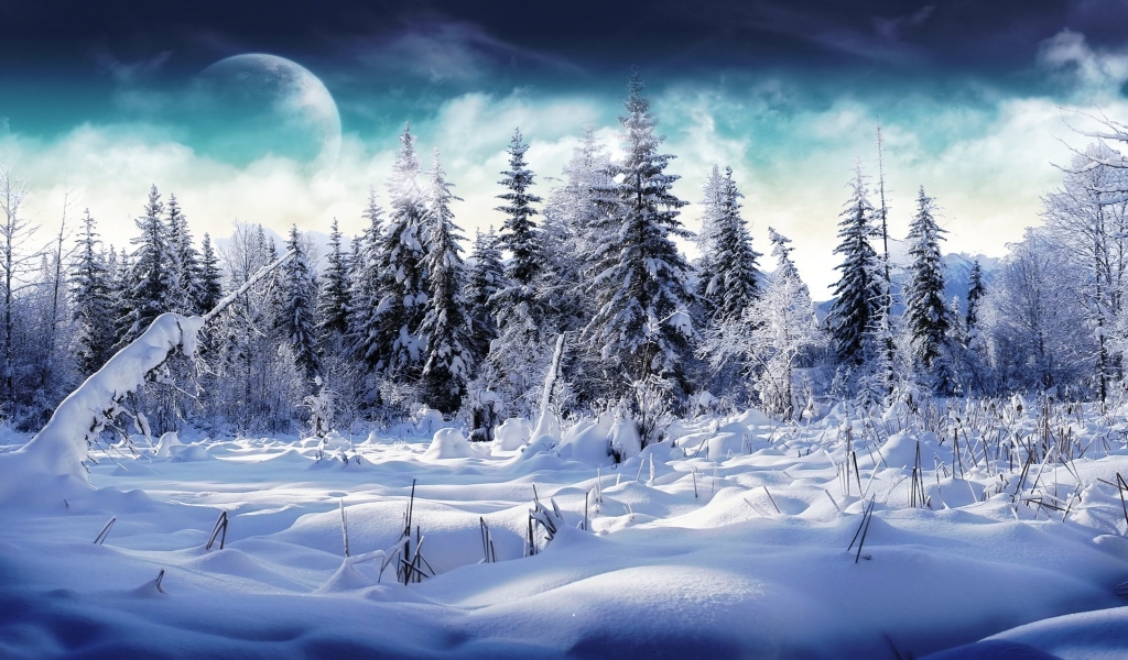 Trees full of snow for 1024 x 600 widescreen resolution