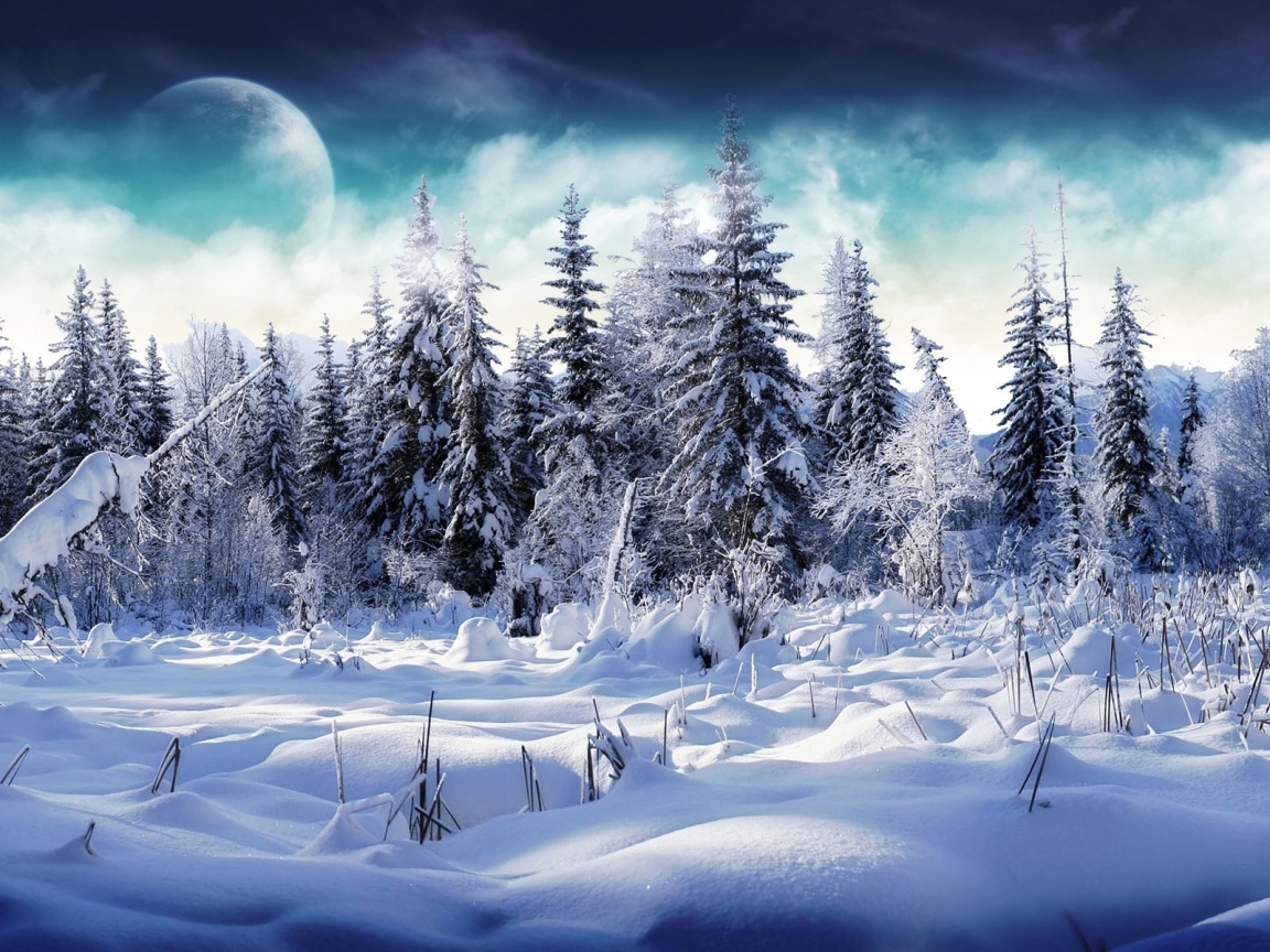 Trees full of snow for 1152 x 864 resolution