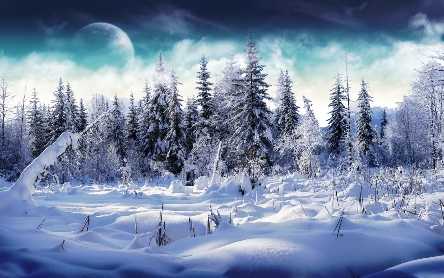 Trees full of snow for 1680 x 1050 widescreen resolution