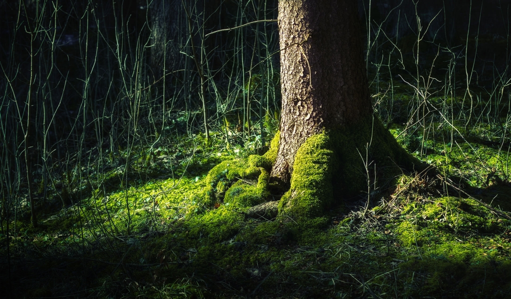 Trunk surrounded by grass for 1024 x 600 widescreen resolution