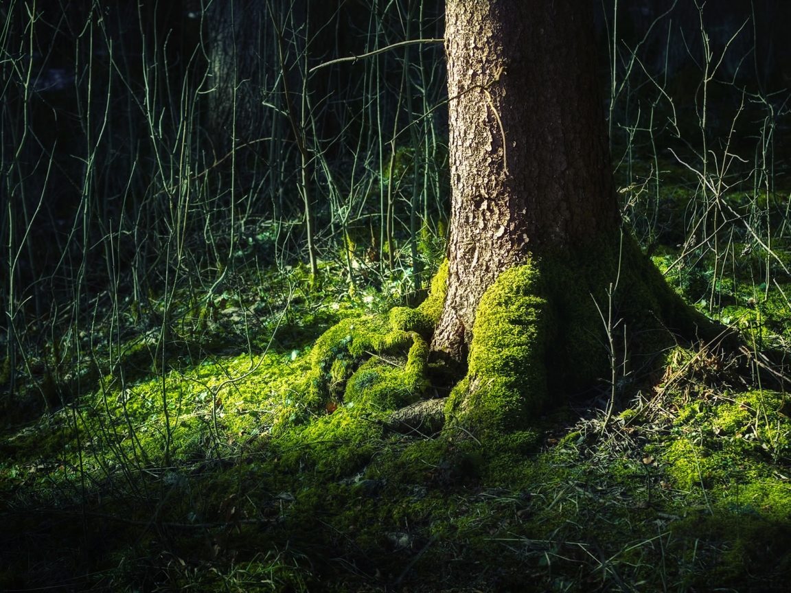 Trunk surrounded by grass for 1152 x 864 resolution