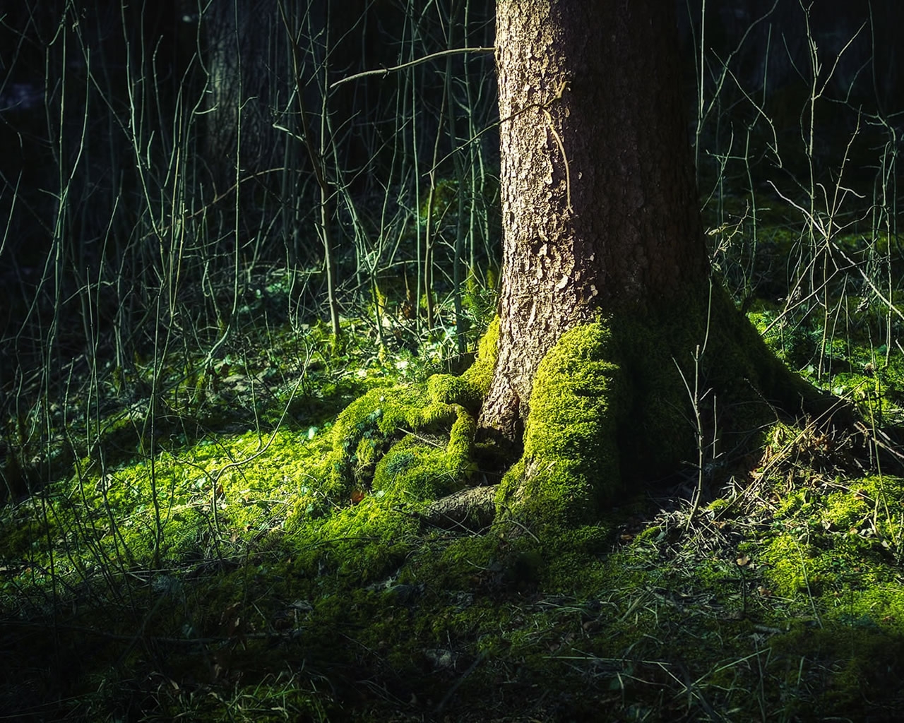 Trunk surrounded by grass for 1280 x 1024 resolution