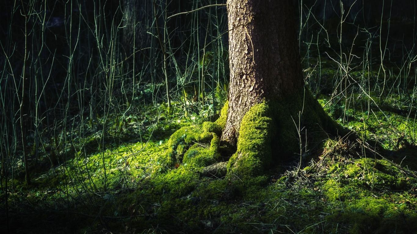 Trunk surrounded by grass for 1366 x 768 HDTV resolution