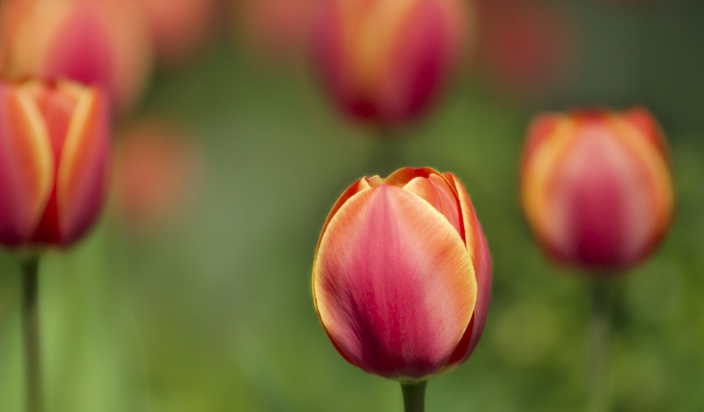 Tulips for 1024 x 600 widescreen resolution