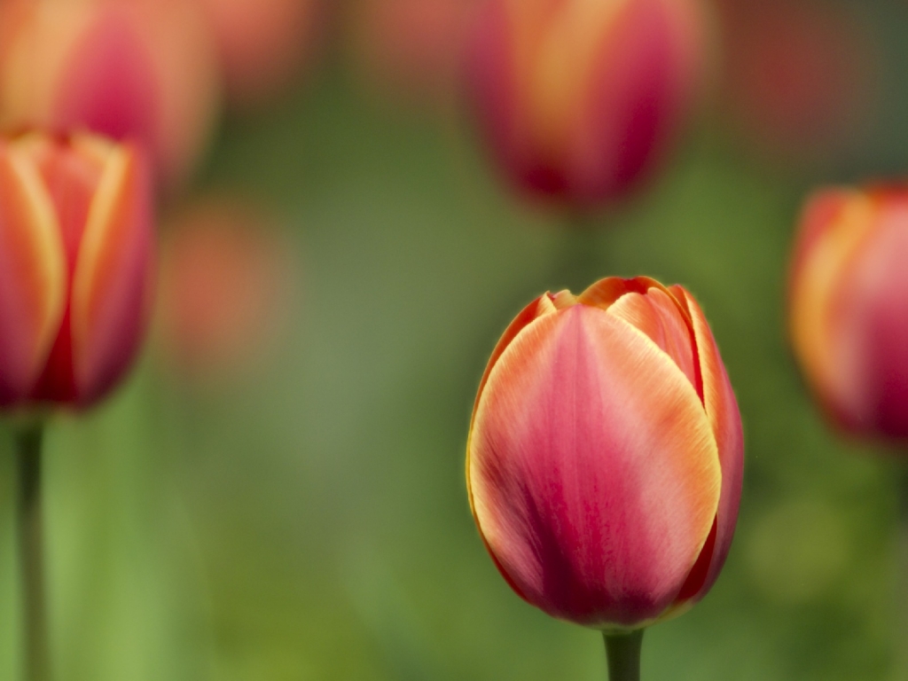 Tulips for 1024 x 768 resolution