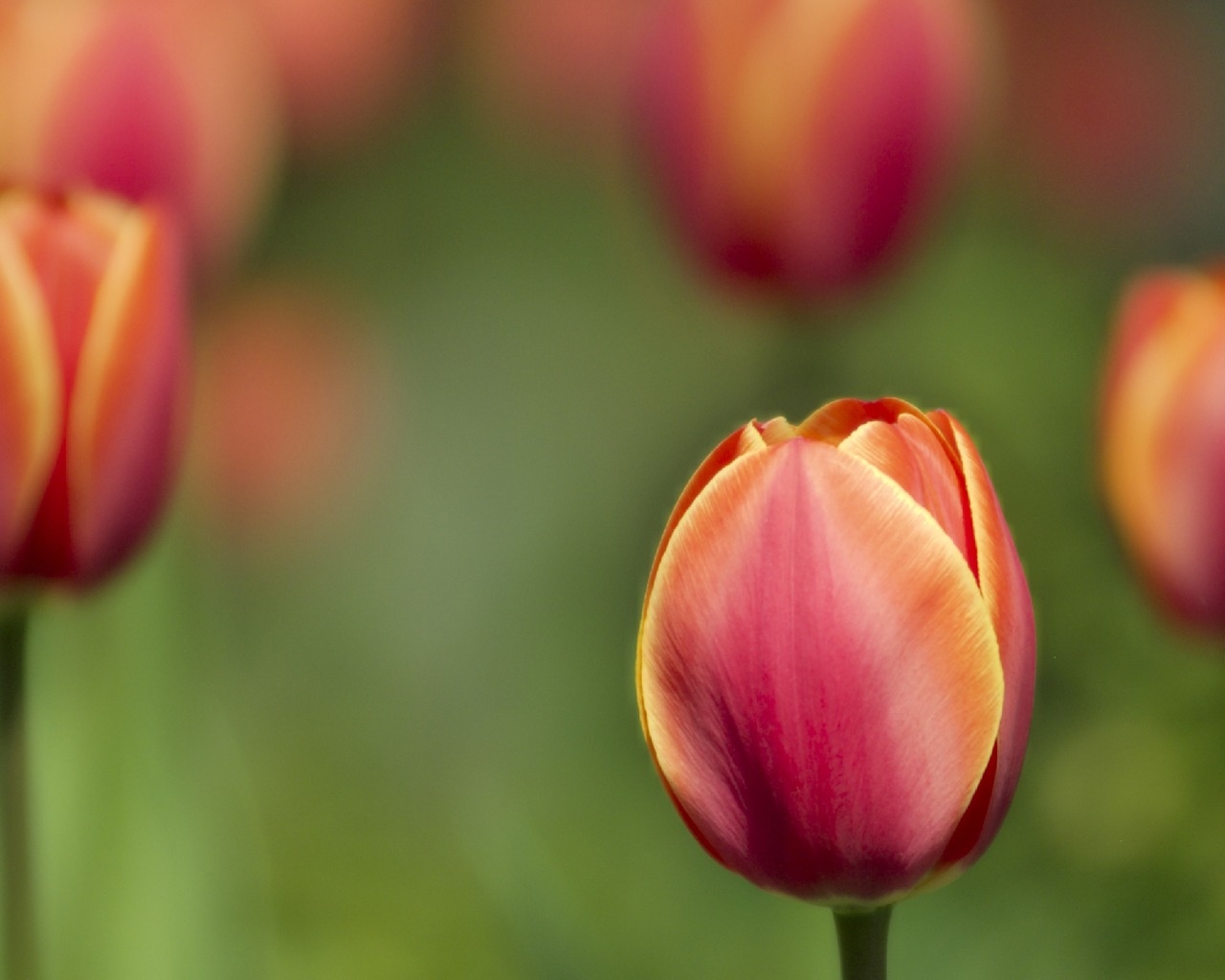 Tulips for 1280 x 1024 resolution