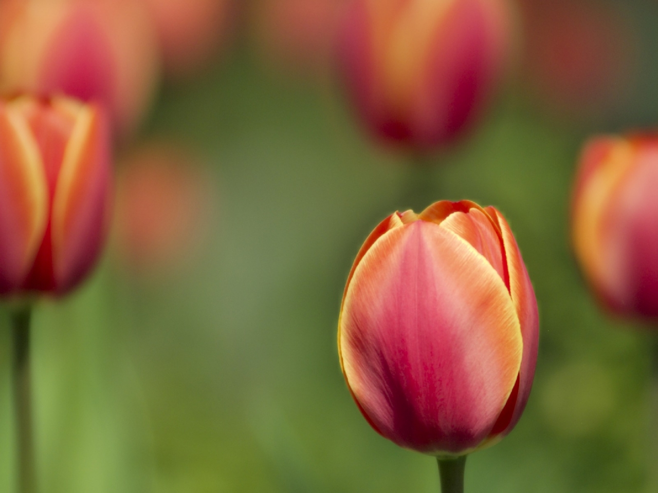 Tulips for 1280 x 960 resolution