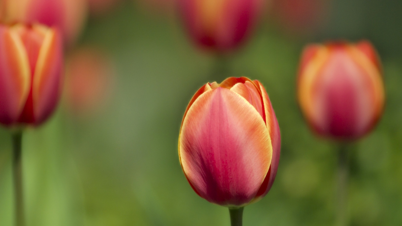 Tulips for 1366 x 768 HDTV resolution