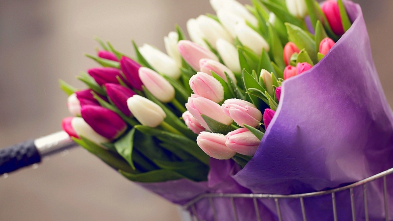 Tulips Bouquets for 1366 x 768 HDTV resolution