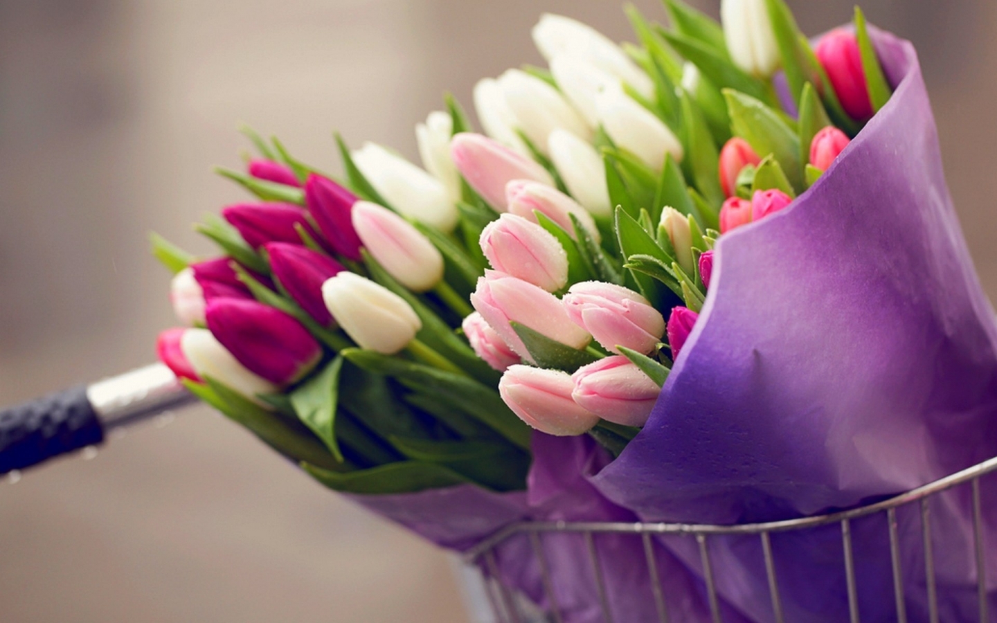 Tulips Bouquets for 1440 x 900 widescreen resolution