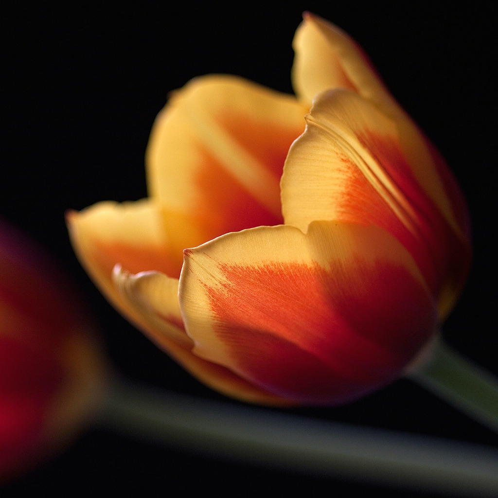 Tulips in orange for 1024 x 1024 iPad resolution