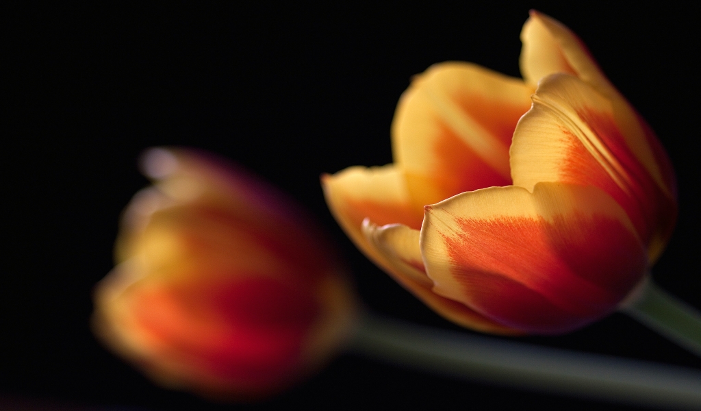 Tulips in orange for 1024 x 600 widescreen resolution