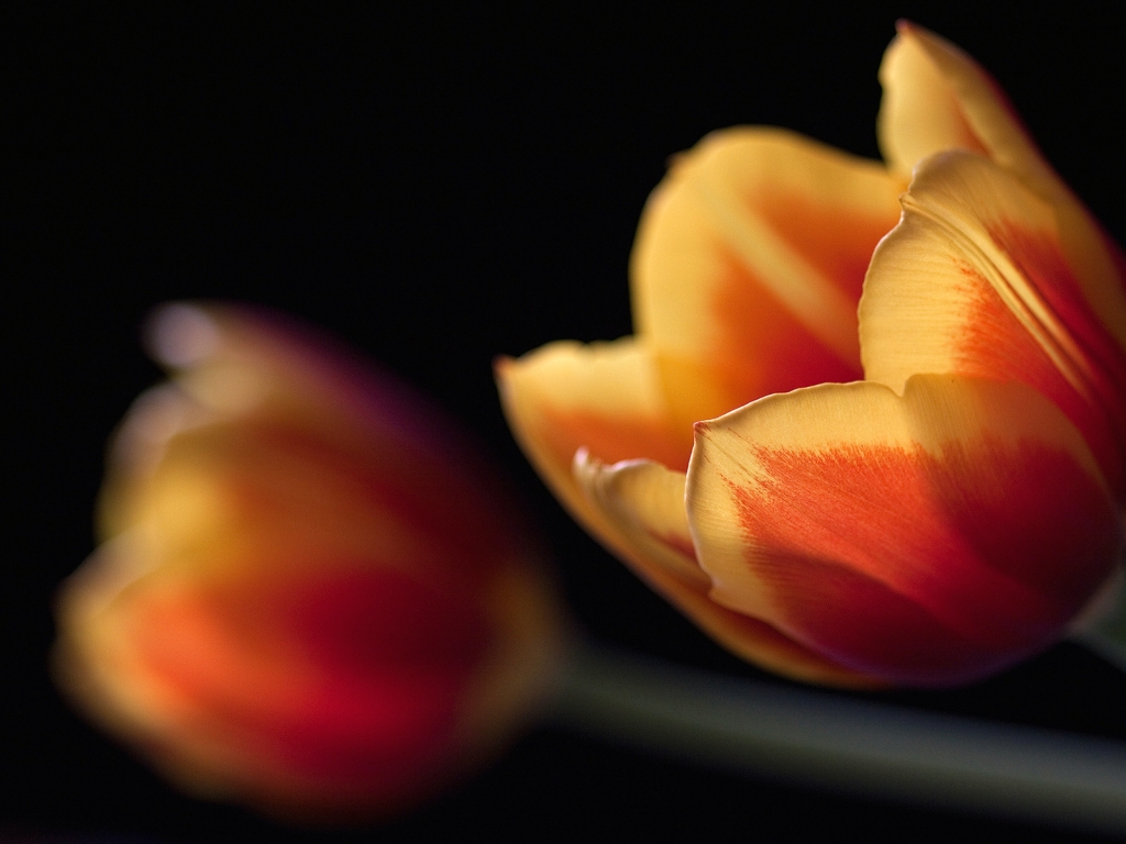 Tulips in orange for 1024 x 768 resolution