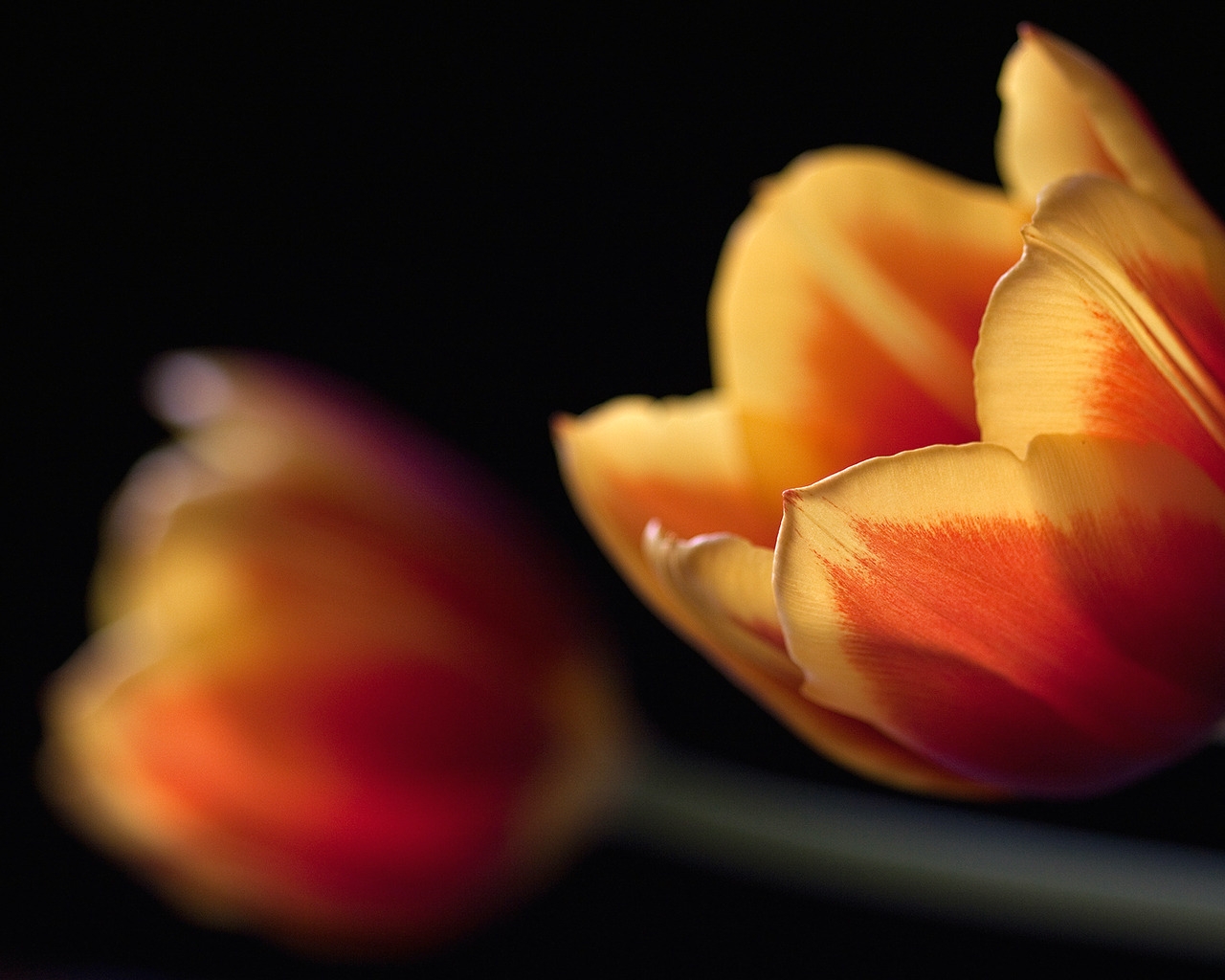 Tulips in orange for 1280 x 1024 resolution