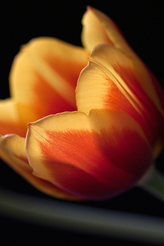 Tulips in orange for 320 x 480 iPhone resolution