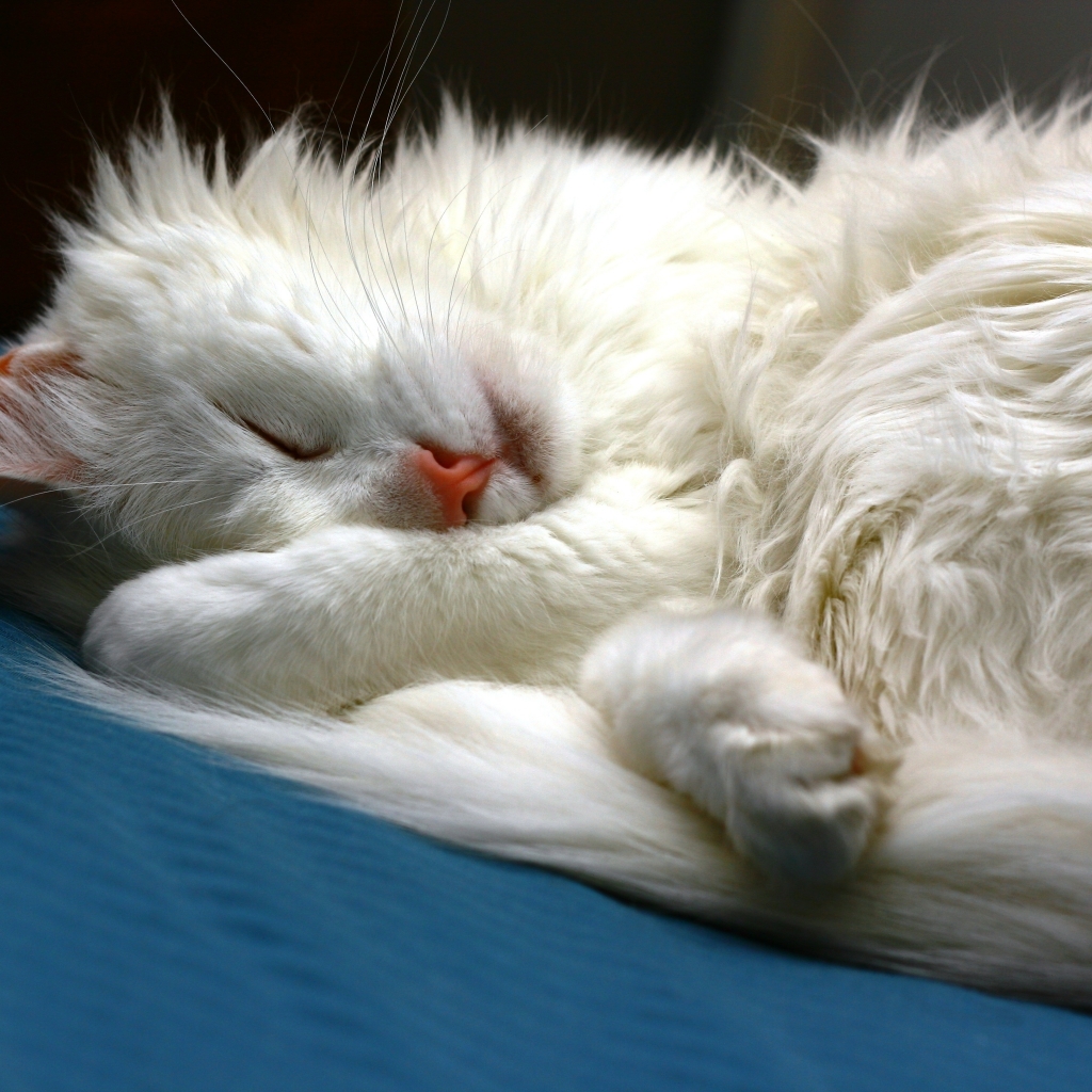 Turkish Angora Cat Sleeping for 1024 x 1024 iPad resolution