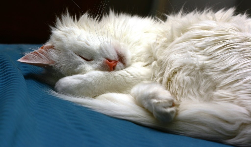 Turkish Angora Cat Sleeping for 1024 x 600 widescreen resolution