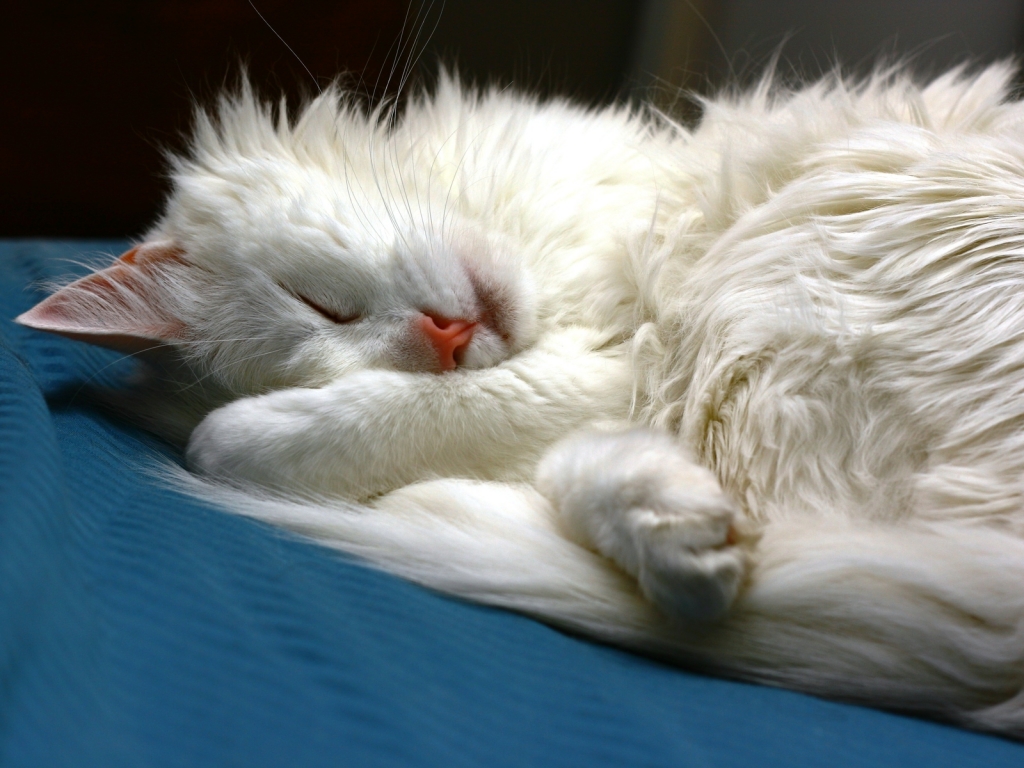 Turkish Angora Cat Sleeping for 1024 x 768 resolution