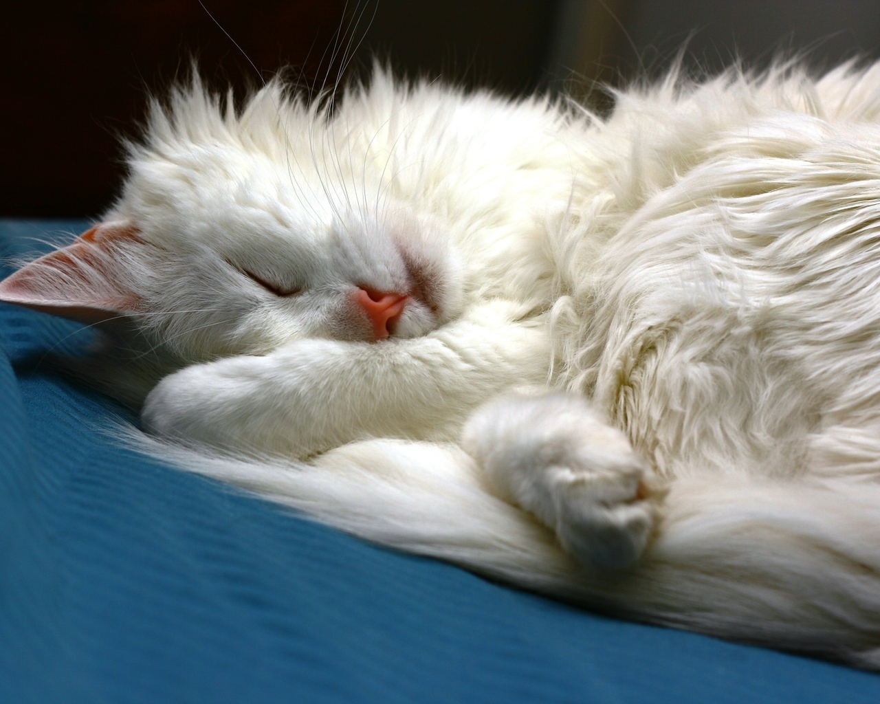 Turkish Angora Cat Sleeping for 1280 x 1024 resolution
