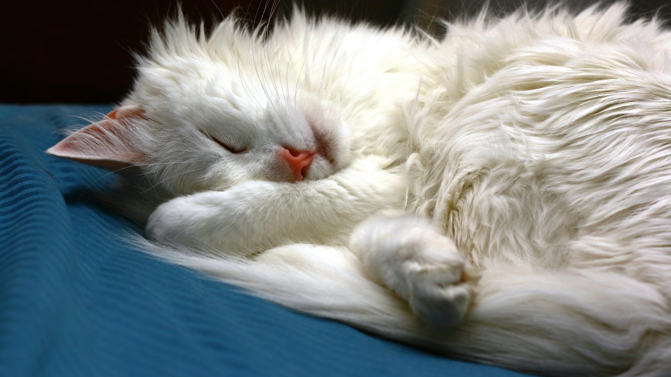 Turkish Angora Cat Sleeping for 1366 x 768 HDTV resolution