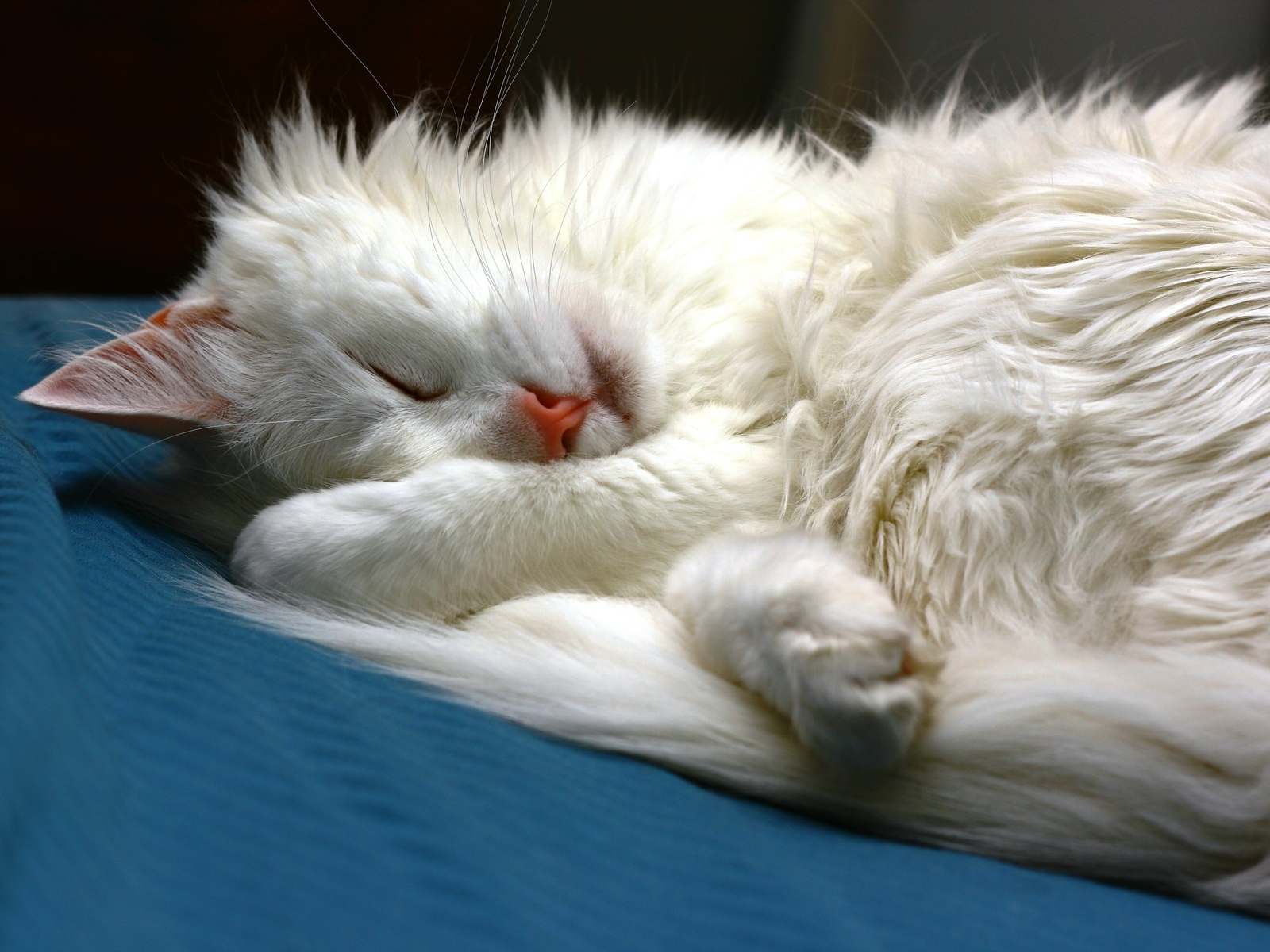 Turkish Angora Cat Sleeping for 1600 x 1200 resolution