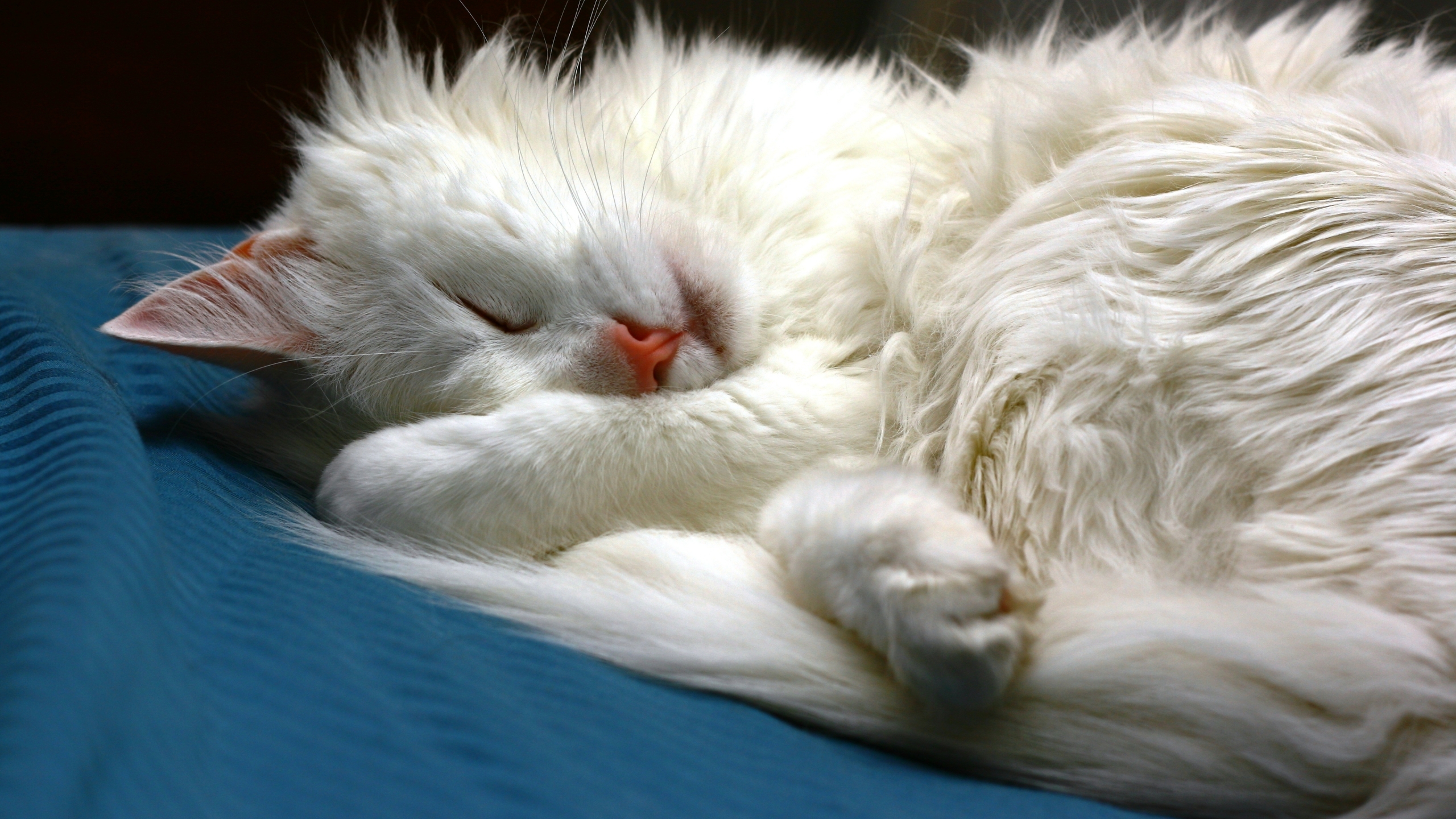 Turkish Angora Cat Sleeping for 2560x1440 HDTV resolution
