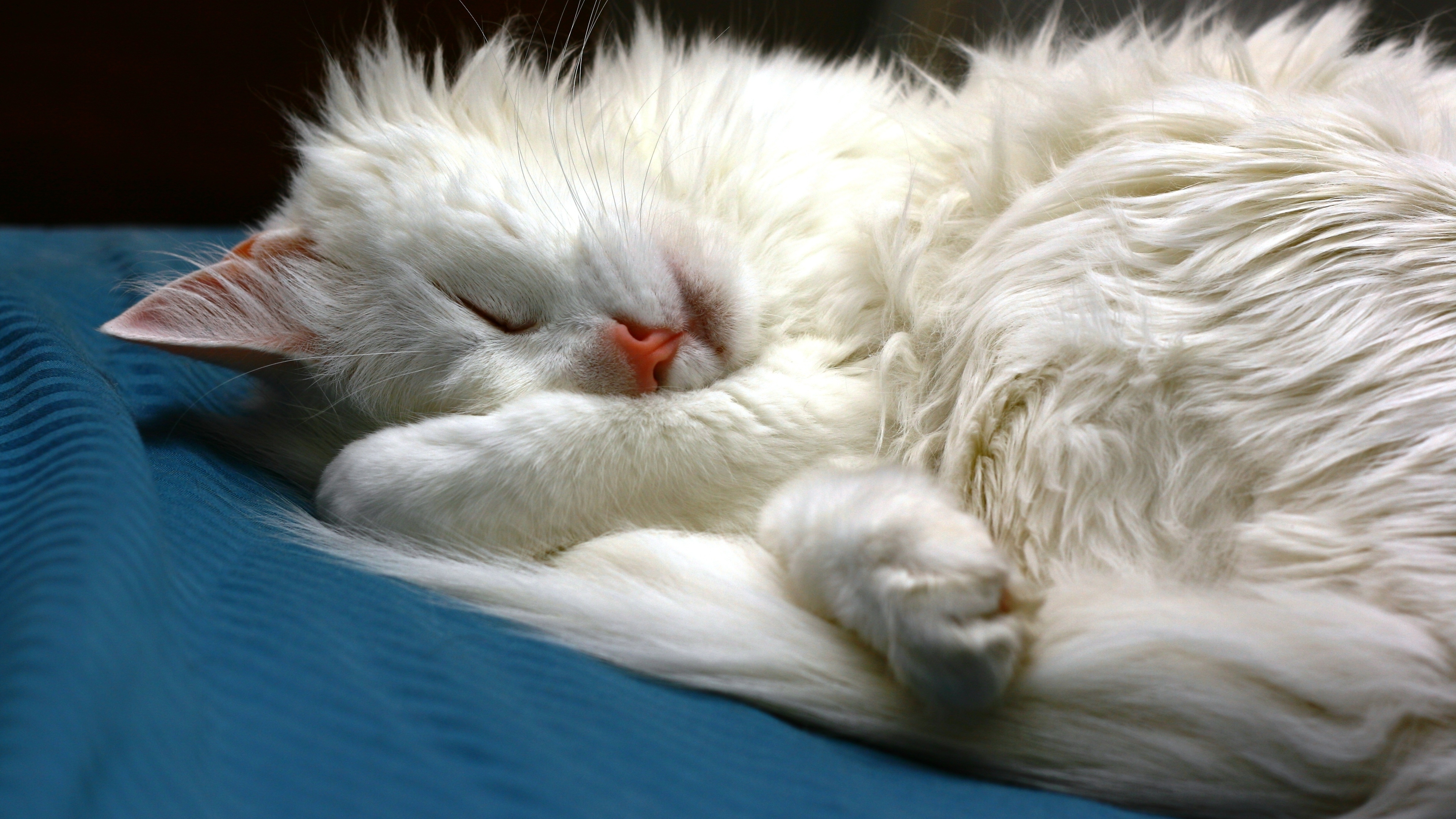 Turkish Angora Cat Sleeping for 3840 x 2160 Ultra HD resolution