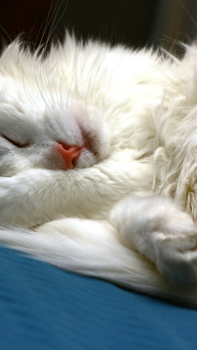 Turkish Angora Cat Sleeping for 640 x 1136 iPhone 5 resolution