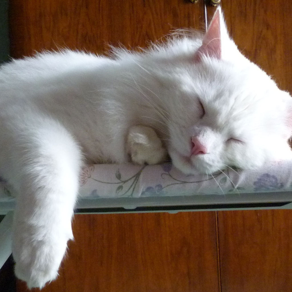 Turkish Angora Cat Sleeping on the Ironing Board for 1024 x 1024 iPad resolution