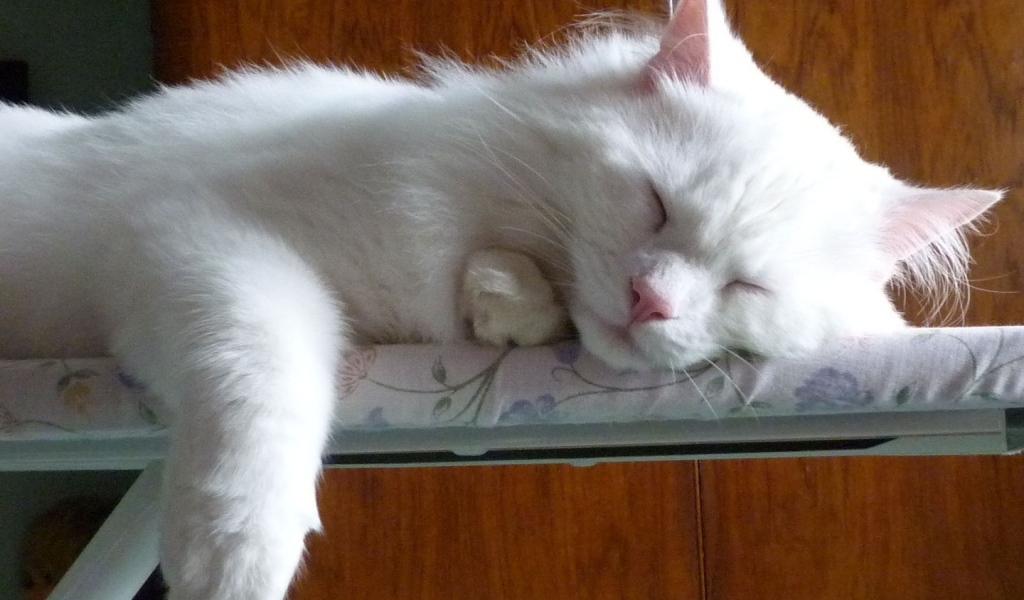 Turkish Angora Cat Sleeping on the Ironing Board for 1024 x 600 widescreen resolution