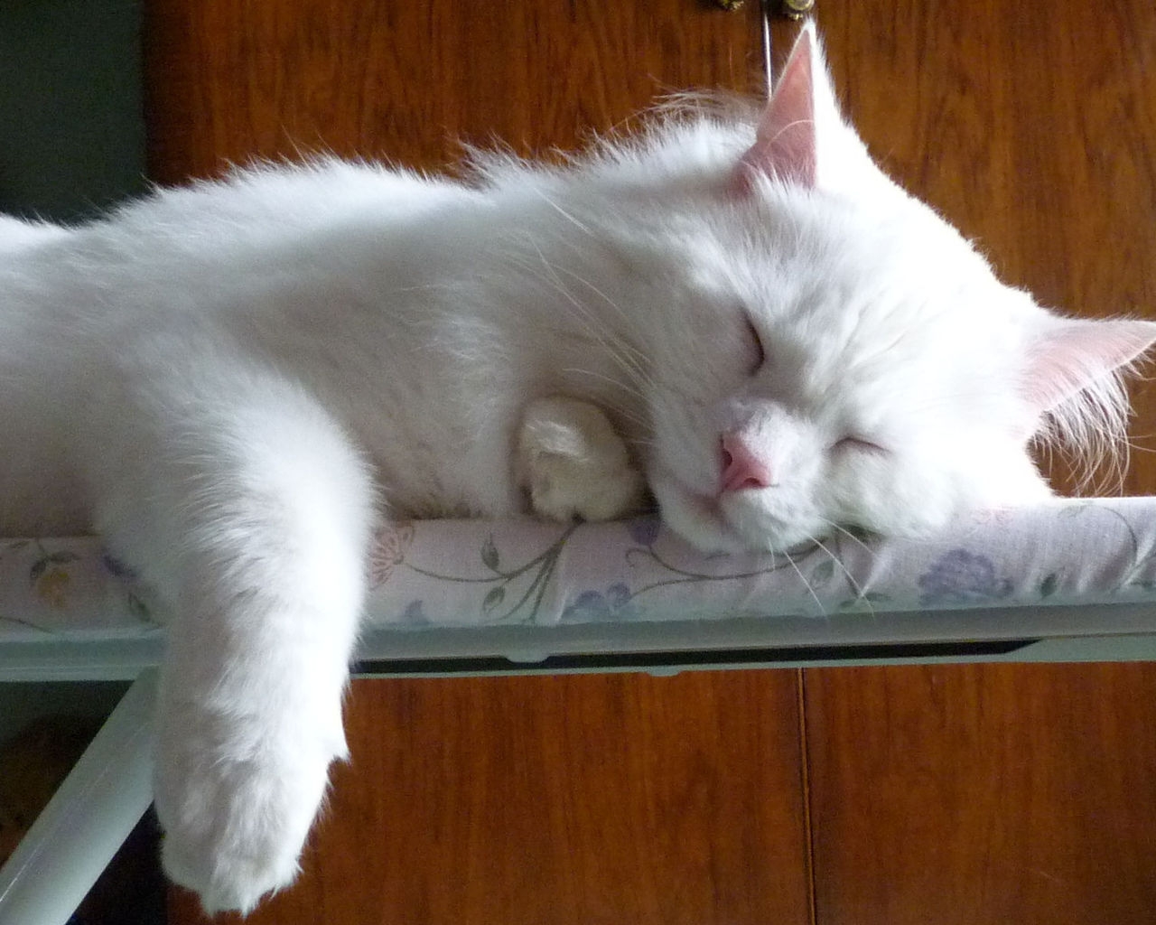 Turkish Angora Cat Sleeping on the Ironing Board for 1280 x 1024 resolution
