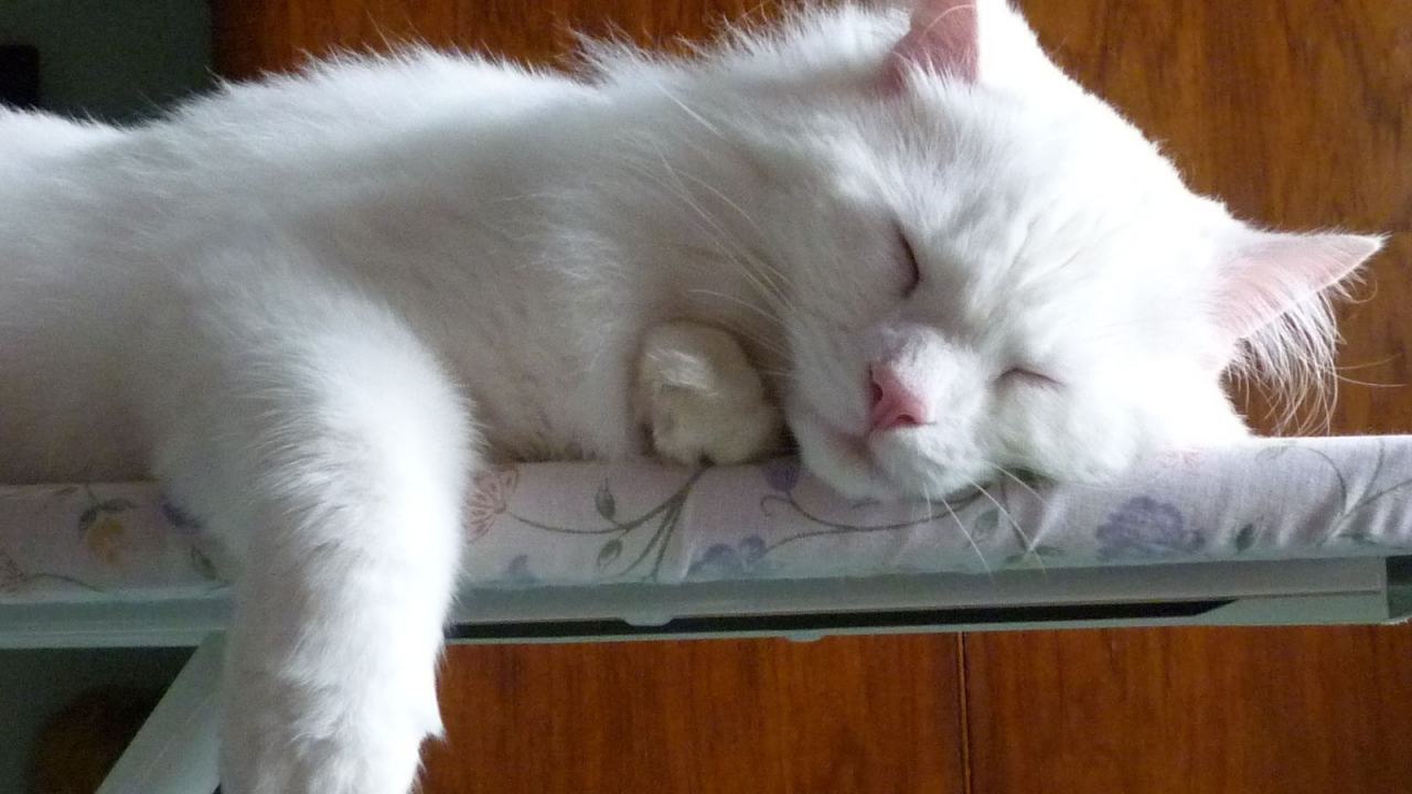 Turkish Angora Cat Sleeping on the Ironing Board for 1280 x 720 HDTV 720p resolution