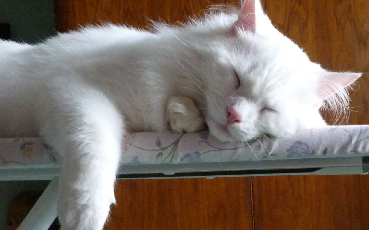Turkish Angora Cat Sleeping on the Ironing Board for 1280 x 800 widescreen resolution
