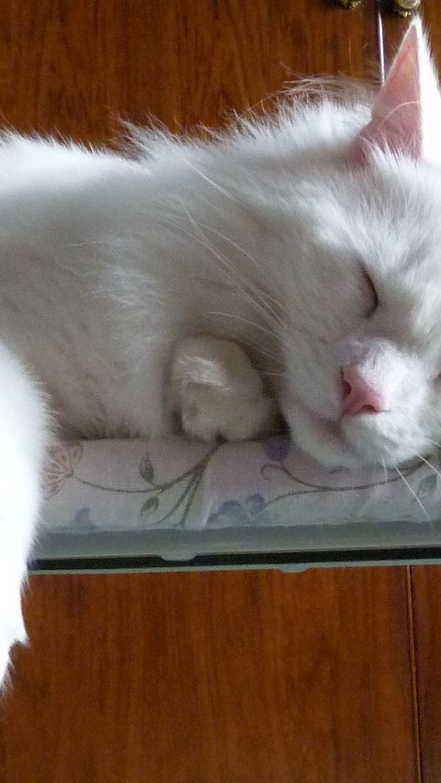Turkish Angora Cat Sleeping on the Ironing Board for 640 x 1136 iPhone 5 resolution