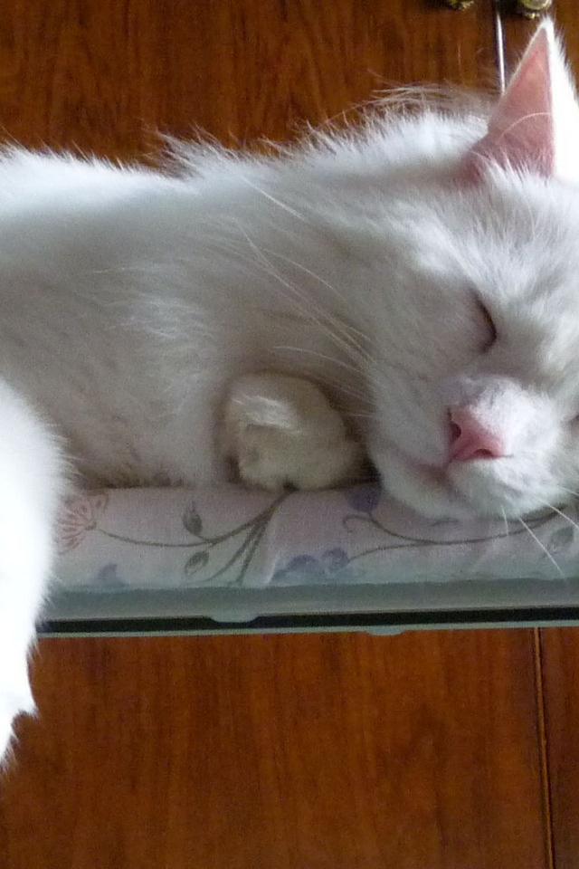 Turkish Angora Cat Sleeping on the Ironing Board for 640 x 960 iPhone 4 resolution