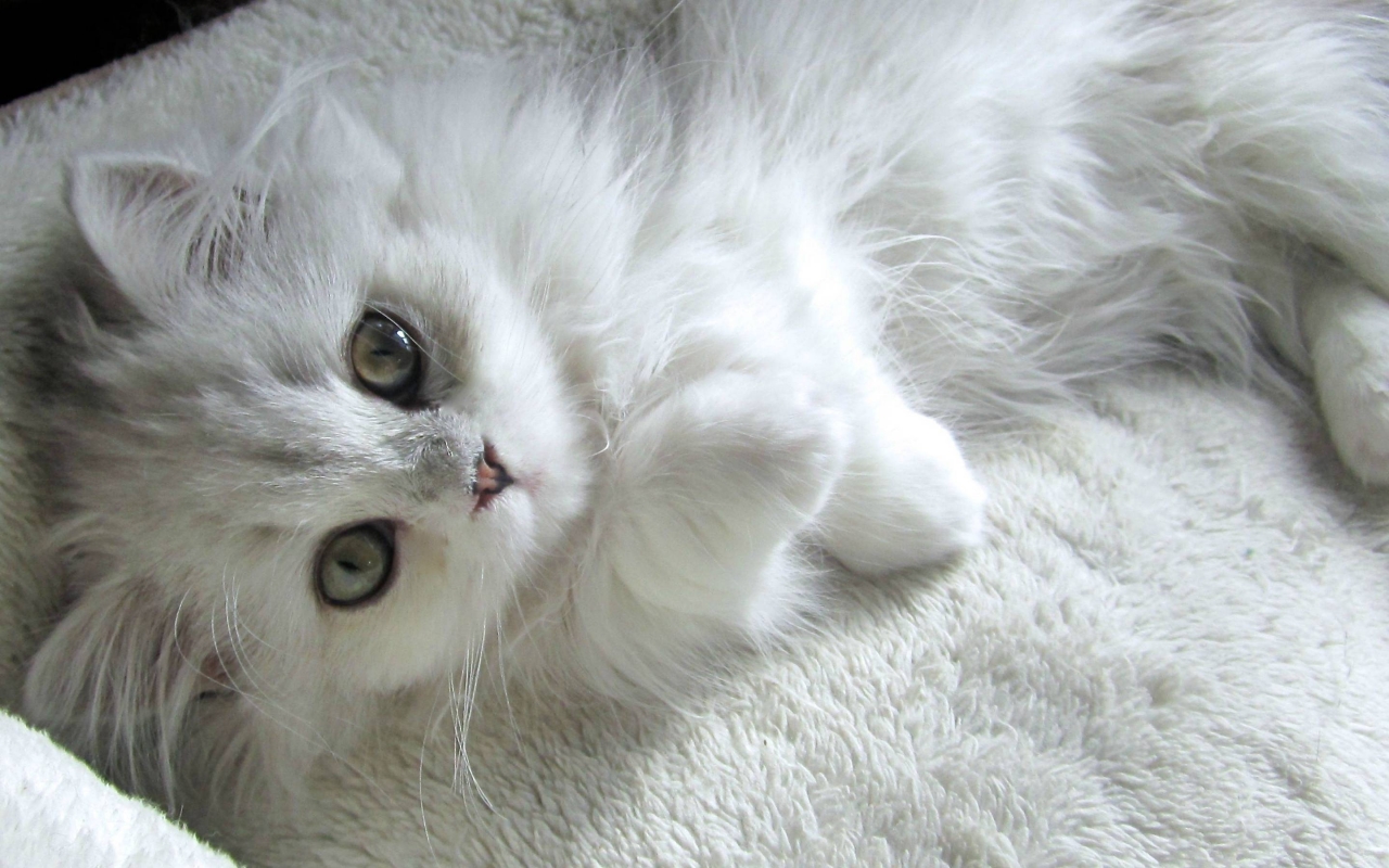 Turkish Angora Kitten for 1280 x 800 widescreen resolution