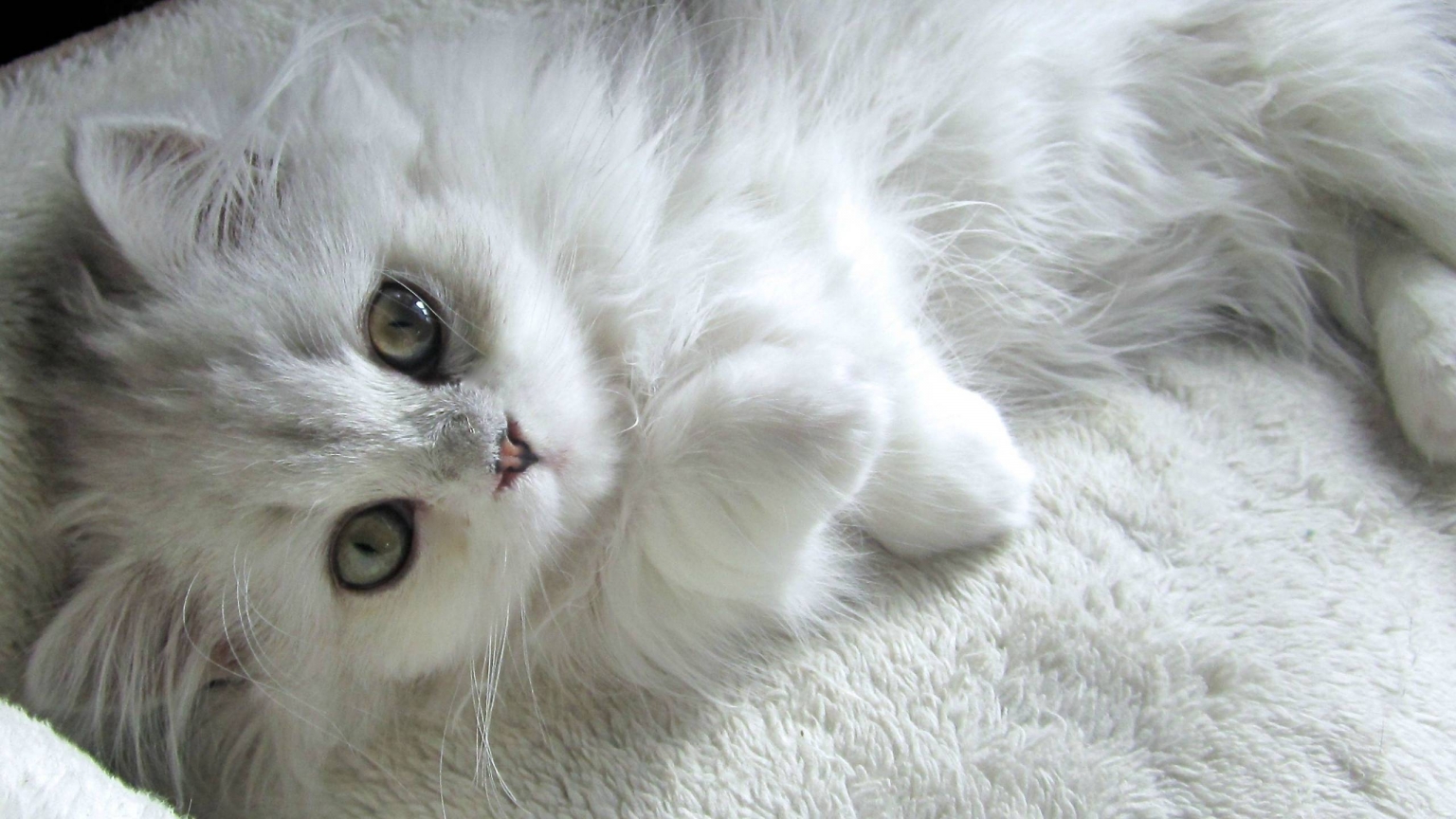 Turkish Angora Kitten for 1536 x 864 HDTV resolution