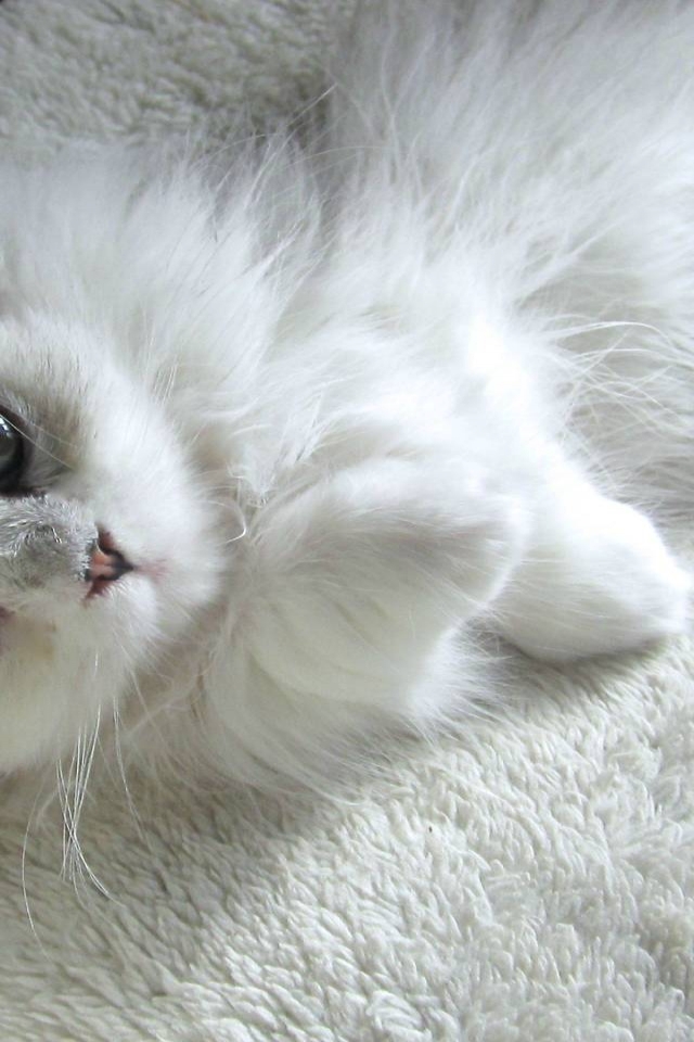 Turkish Angora Kitten for 640 x 960 iPhone 4 resolution