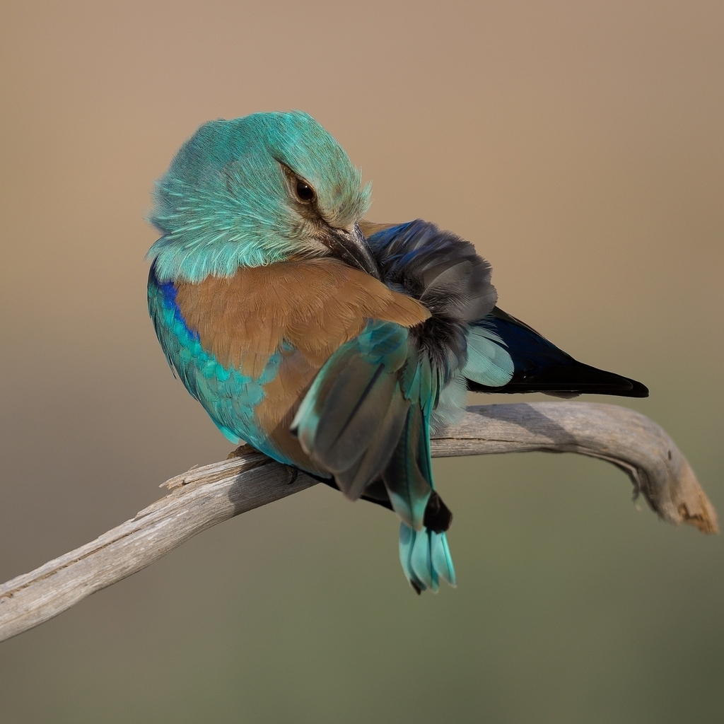 Turquoise Bird for 1024 x 1024 iPad resolution
