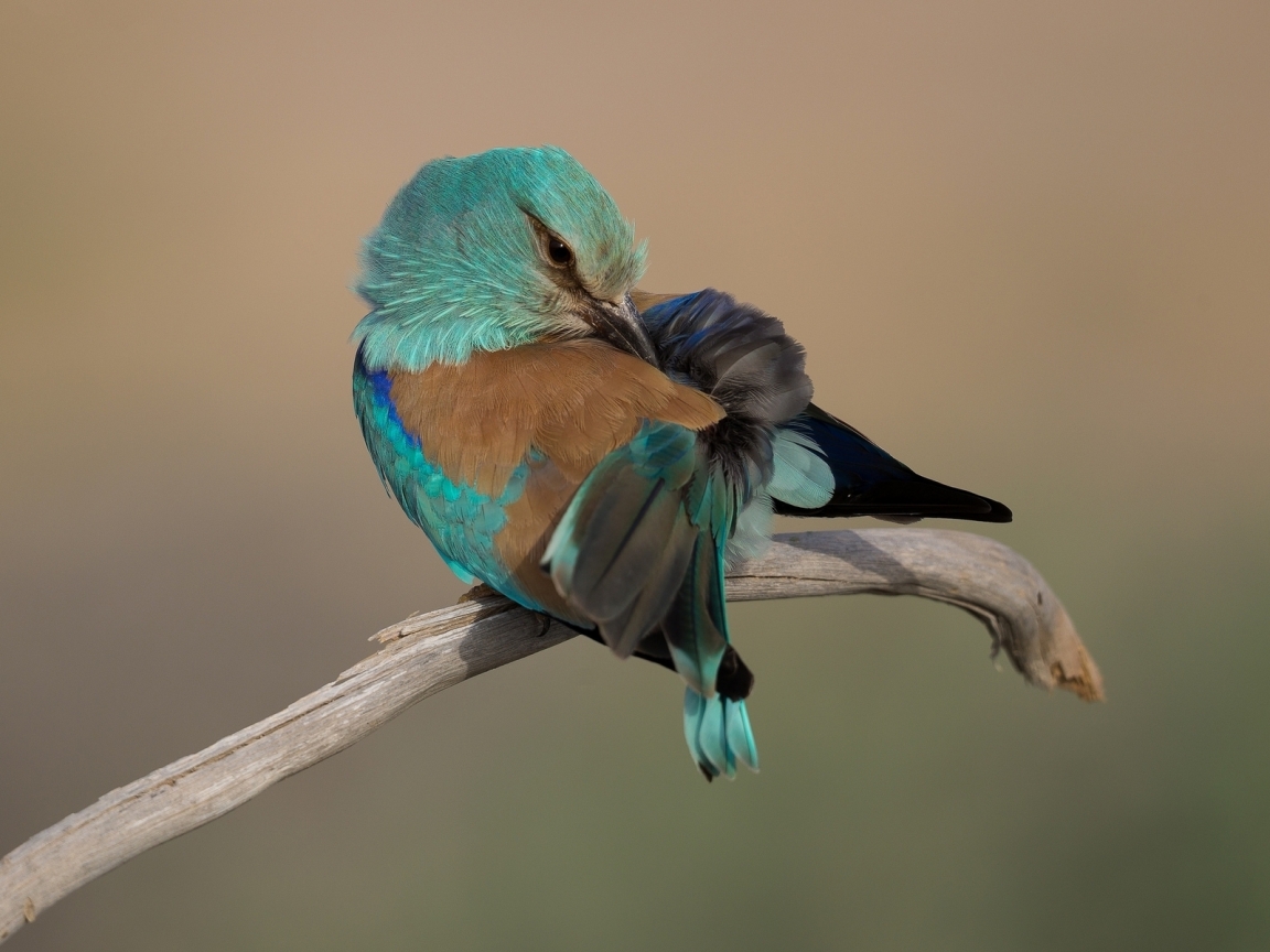 Turquoise Bird for 1152 x 864 resolution