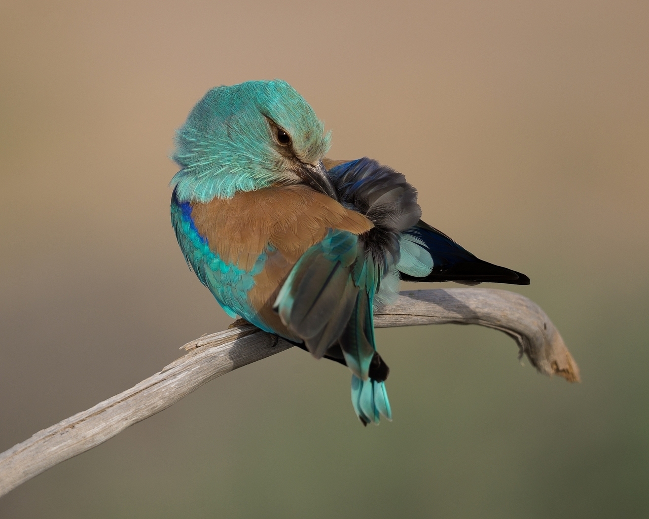 Turquoise Bird for 1280 x 1024 resolution