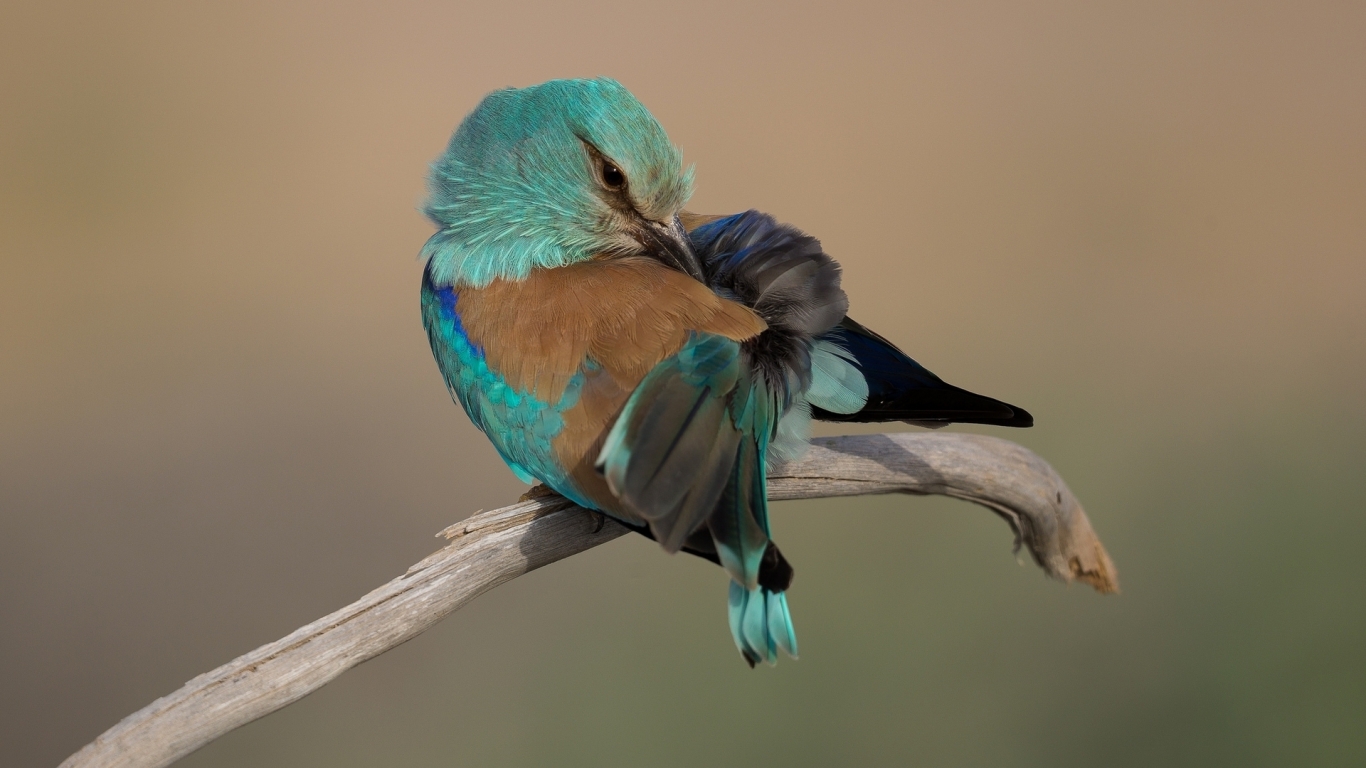 Turquoise Bird for 1366 x 768 HDTV resolution